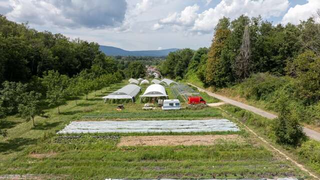Les Pieds dans le Local®, spécial producteurs ! Visite d'exploitation : Choupatates