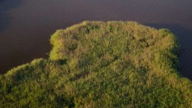 à l'écoute des oiseaux de la roselière et du butor étoilé