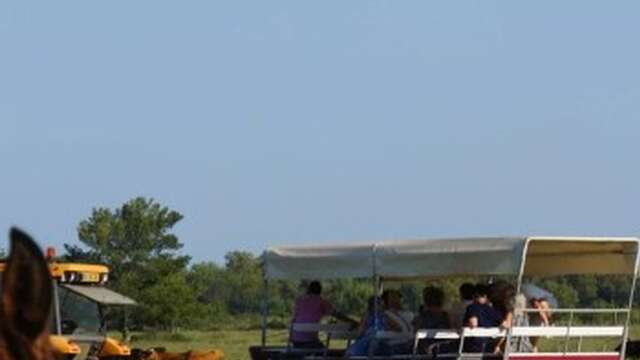 Visiter le Haras des Bruns au coeur d’une manade