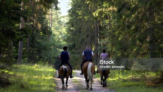 Randonnée équestre dans le Forez