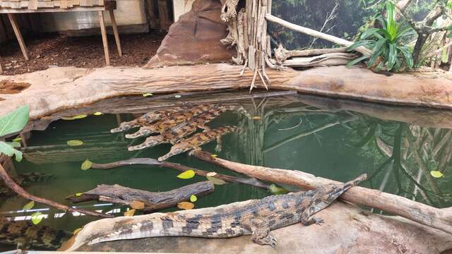 Salle de séminaire à la Ferme aux Crocodiles