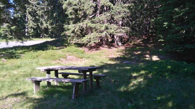 Forest picnic area