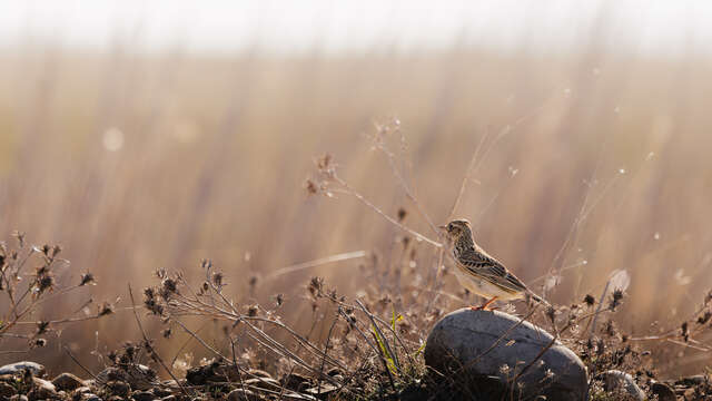 Visite de la Réserve des Coussouls de Crau