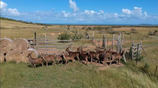 Chasse sur une propriété d'élevage