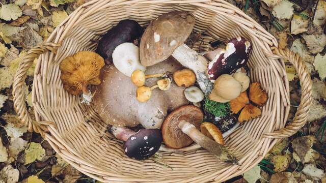 Cueillette et découverte des champignons - Maison de la Forêt