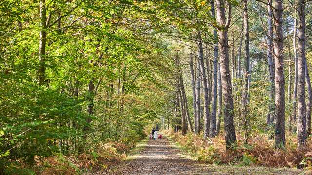 Forêt communale de Soucelles