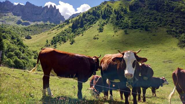 Balade découverte : Le réveil des alpages