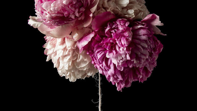 Exposition de photo "Le pouvoir des fleurs"