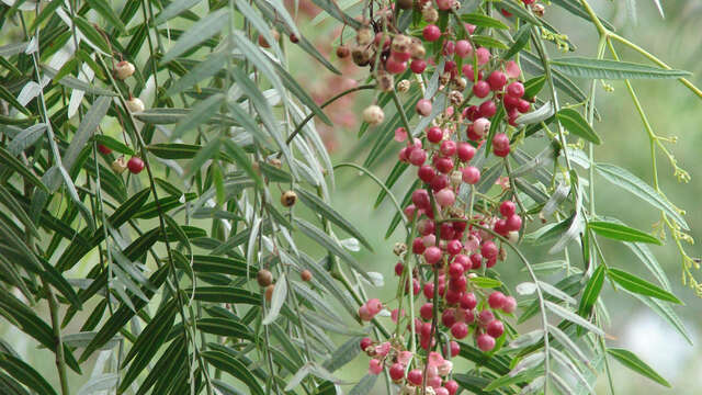 Remarkable trees : Schinus Molle - False Pepper Tree