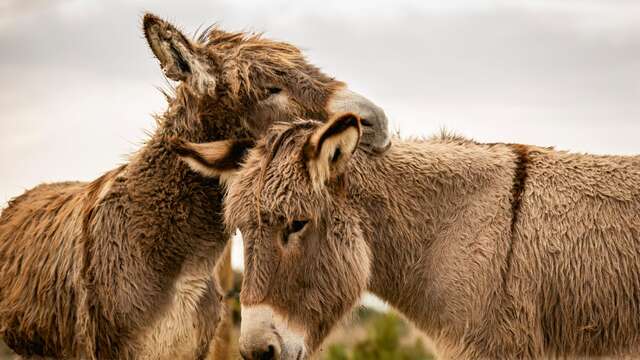 Laura Aubert Ecurie Asinerie