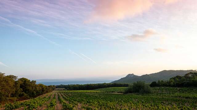 Domaine de l'Ile azienda vinicola