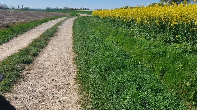 Circuit Gravel n°11 (blue) - Prairie de Jayat - Chartreuse de Montmerle