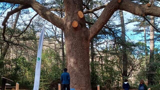JEP 2025 : Le Domaine de Sauvage, une histoire de forêt