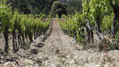 Domaine Du Mas Bleu - Caveau de Velaux