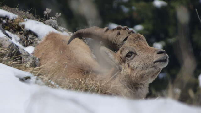 La faune en hiver à raquettes