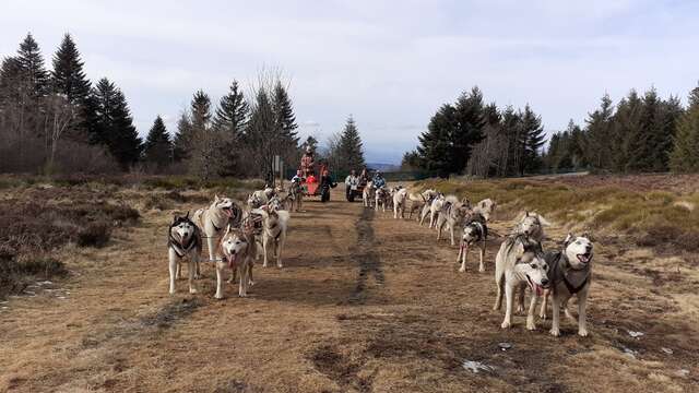 Chiens de traîneaux - Dubost nature