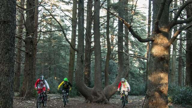 VTT n°49 - Forêt des Cèdres du Petit Luberon