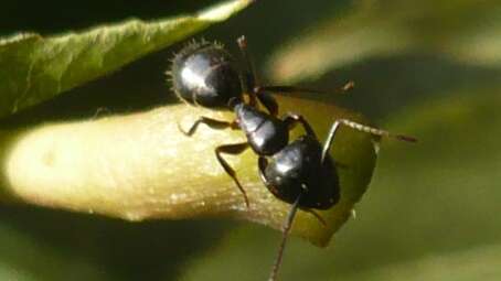L'histoire du cerf et de la fourmi