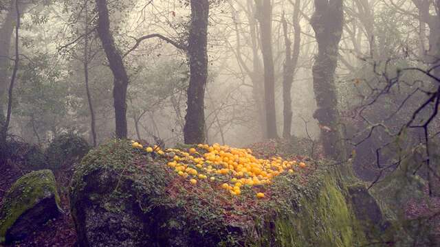 Regards croisés - Portugal / Provence
