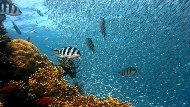 Tahiti Plongée Passion - Whale watching tours