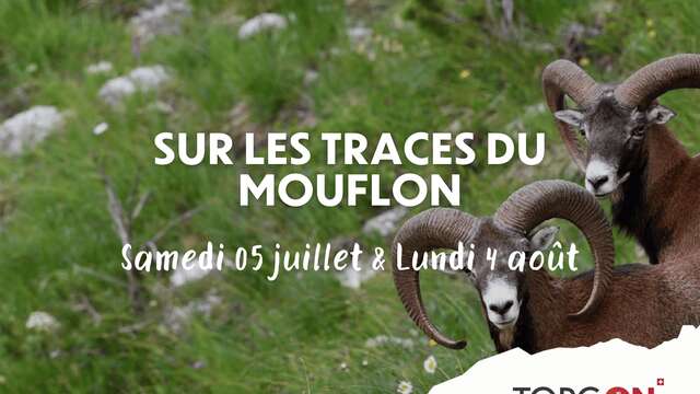 Sur les traces du Mouflon