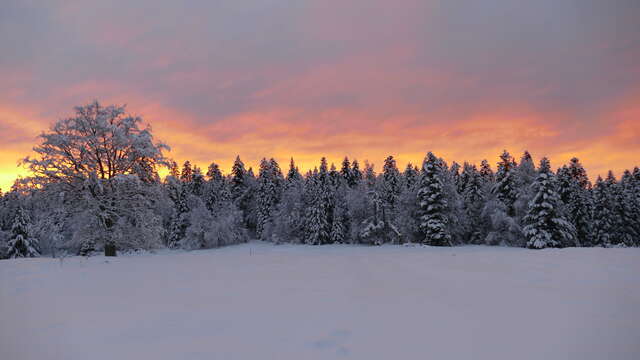 Traineaux à chien avec Indalo Mushing