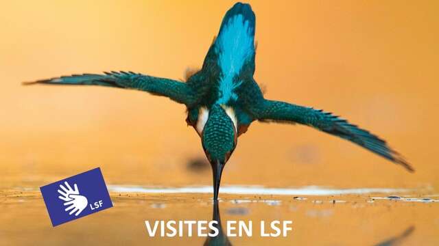 Visite en LSF de l'exposition au Muséum « Tous champions »