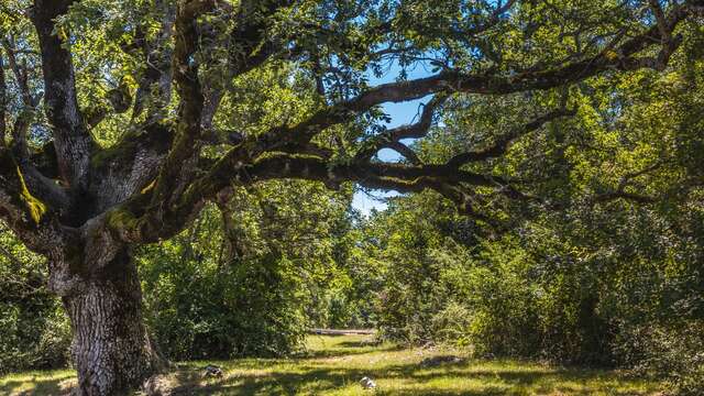 Immersed in a forest of century-old trees