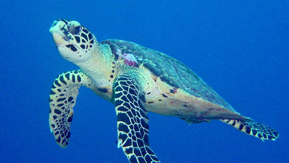 Moorea Deep Blue - Whale watching tours