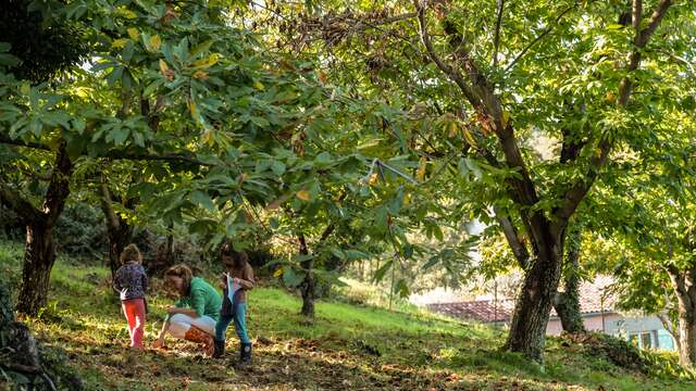 Châtaigneraie Godissard