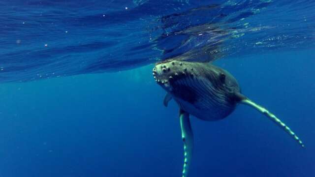 Pacific Blue Adventure