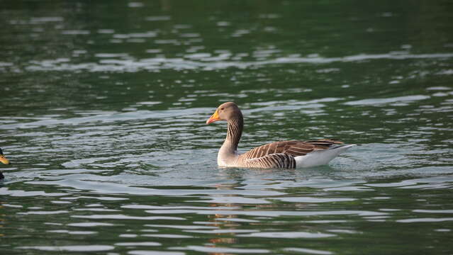 Vol en Dombes : Observons les oiseaux de l'étang du Turlet