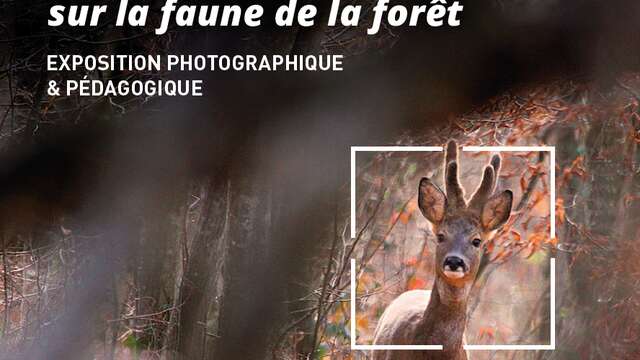 Focus sur la faune de la forêt