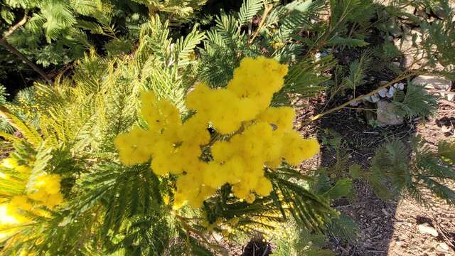 Balades Guidées: Tanneron, le mimosa et les plantes à parfum du Massif