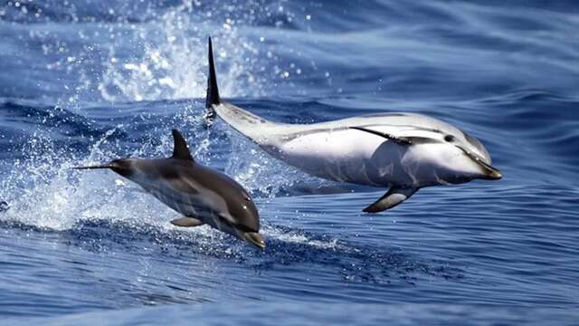 Naturalist outing by boat to meet cetaceans - Vedettes Îles d'Or et Le Corsaire