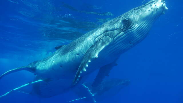 Moorea Deep Blue - Whale watching tour
