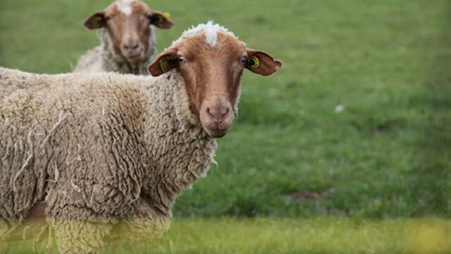 L'Agneau du Pays Fayençois