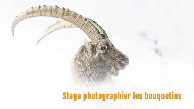 Stage : photographier les bouquetins