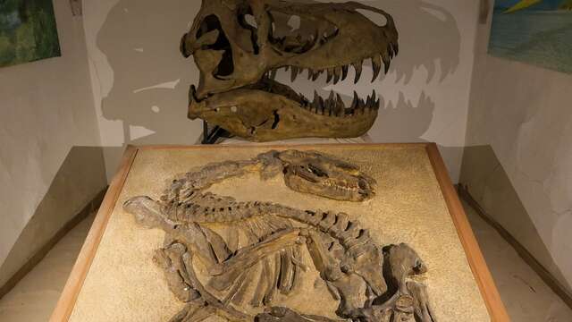 Dans la peau des paléontologues