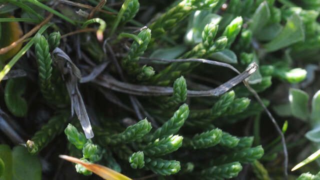 Atelier scientifique : à la recherche de la patte de loup (la plante!)