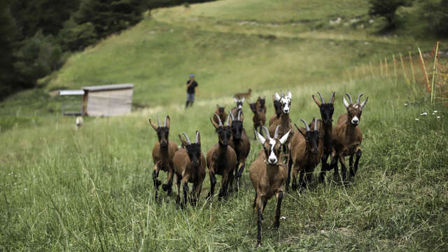 Le monde des chèvres, visite ludique et participative