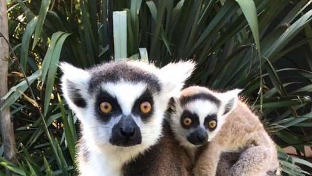 Visite du Jardin Zoologique Tropical