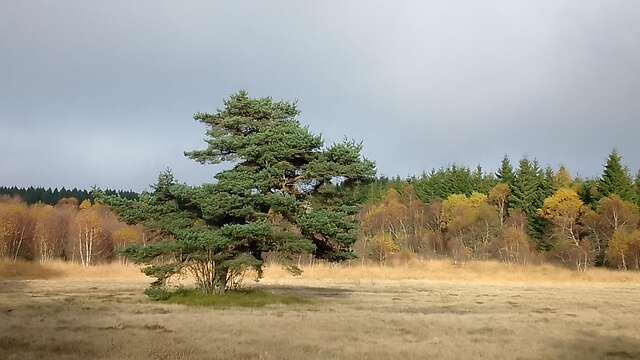 La montagne forézienne en automne - randonnée naturaliste en Forez.