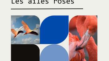 Patrimômes - Les Ailes Roses