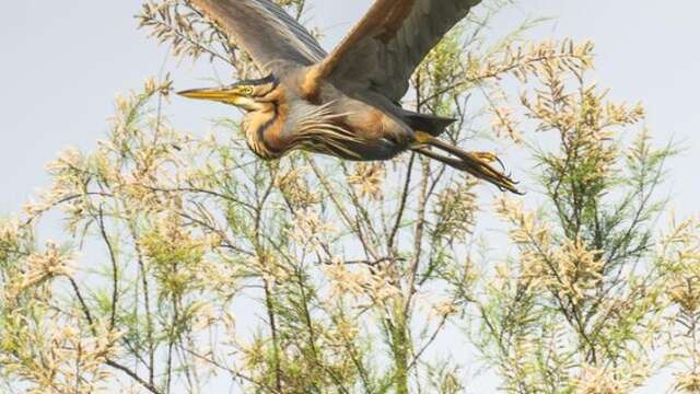 Stage photo "Printemps aux Marais du Vigueirat"