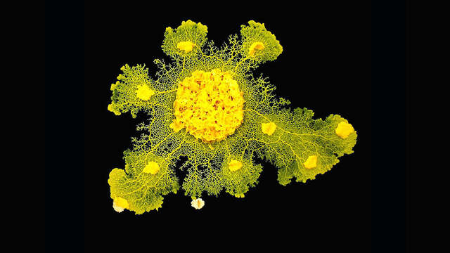 A la découverte du blob - Focus (dès 7 ans)