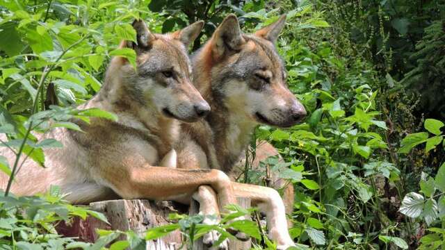 À la rencontre du Loup