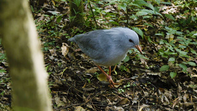 Guided tour of the Zoological and Forest Park - Etic NC