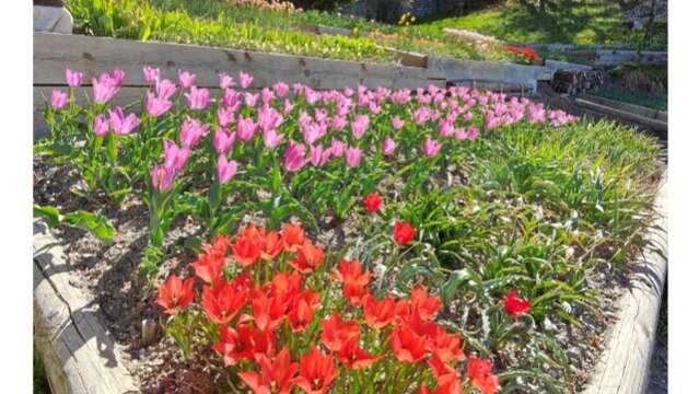 Visite du jardin des tulipes
