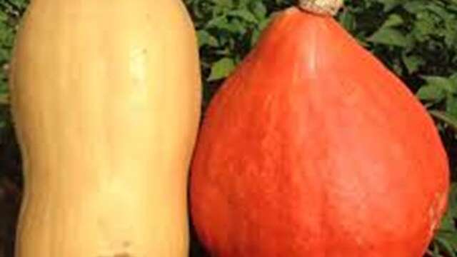 Ferme de Roland Den Bakker